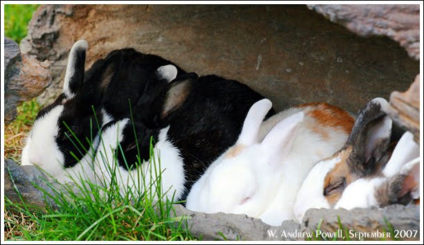 Toronto Zoo - Bunnies in a log