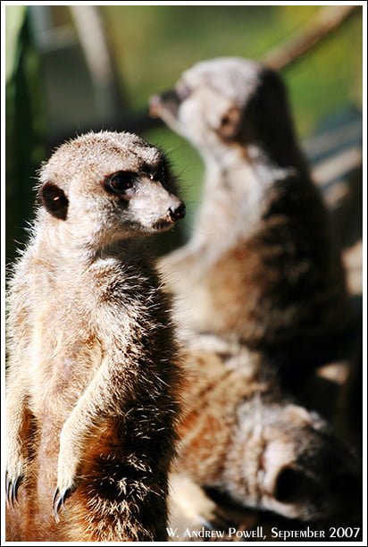 Toronto Zoo - Meerkats
