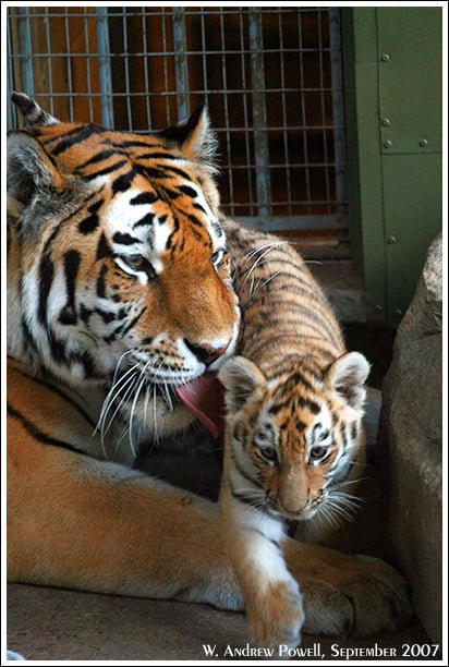 Toronto Zoo - Siberian Tigers