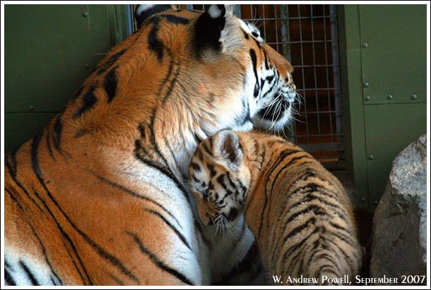 Toronto Zoo - Siberian Tigers