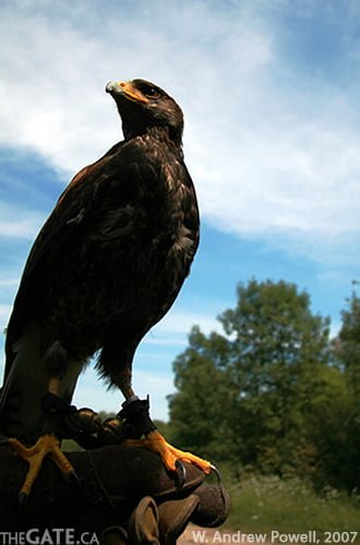 Falconry at Wye Marsh