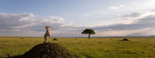 A scene from Disneynature's film African Cats A scene from Disneynature's film African Cats