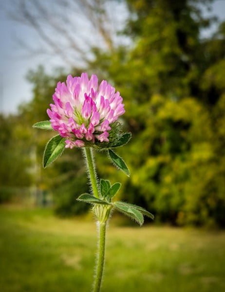 Clover in Live Focus mode | Samsung Galaxy Note 8