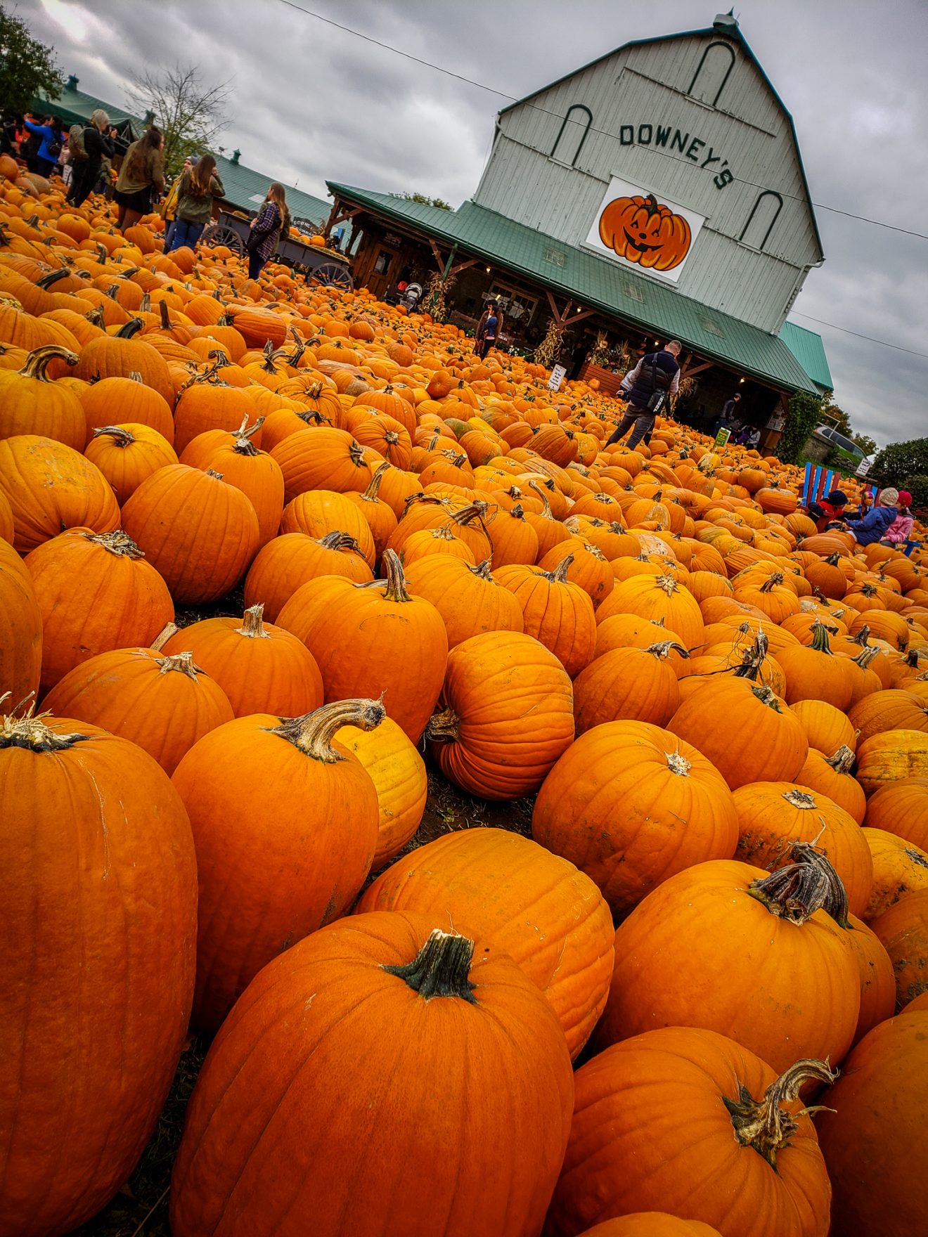 Downey's Farm | Pumpkin Patch