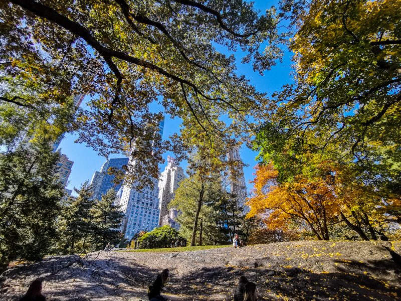 Central Park: New York City