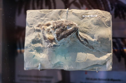 Joggins Fossil Centre, Nova Scotia