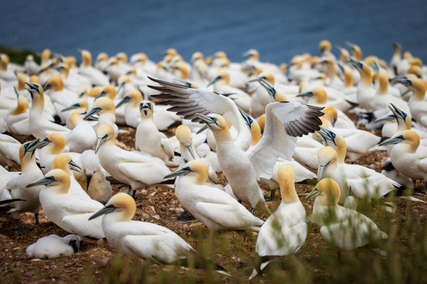 Northern Gannets on l'Île-Bonaventure, Percé