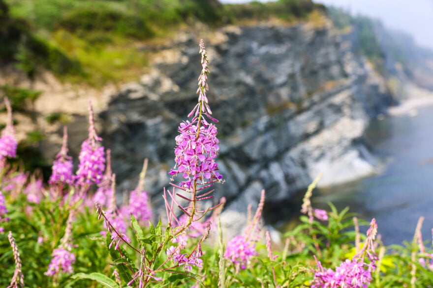 Cap-Bon-Ami in Forillon National Park