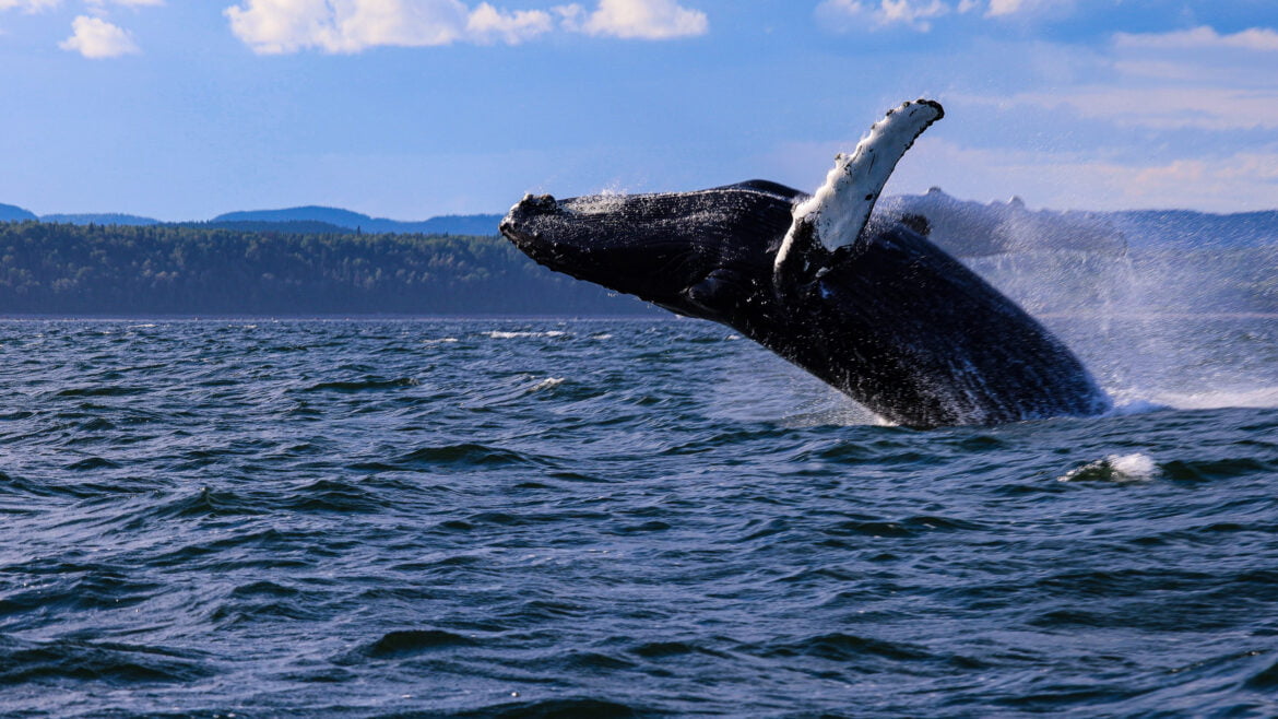 Whale watching on the Gulf of Saint Lawrence