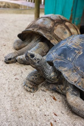Tortoises at Gatorland