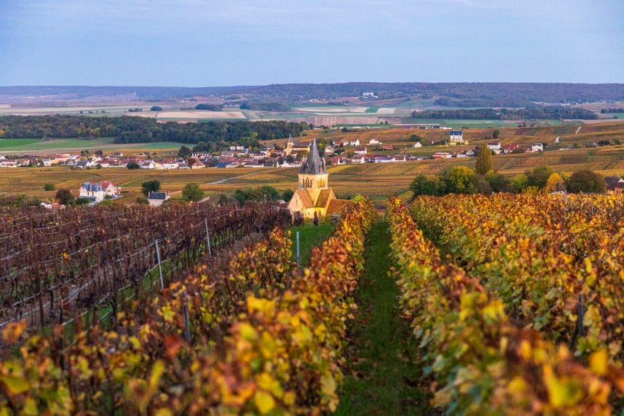 Vineyards in Sacy, outside Reims