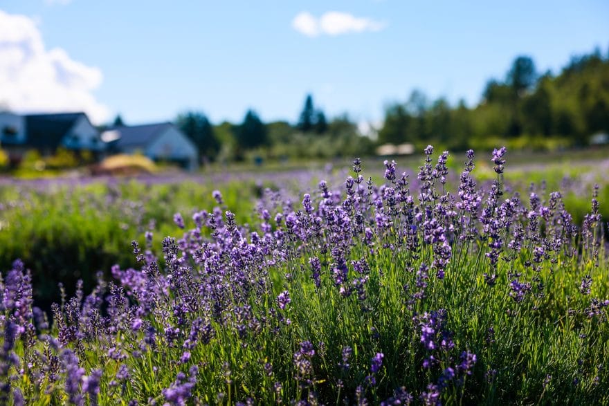 Les Espaces Bleu Lavande