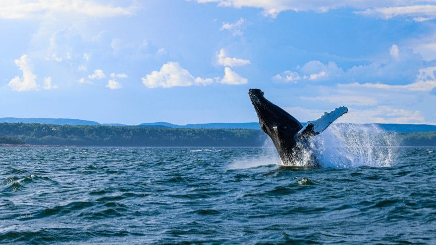 Whale watching in Quebec